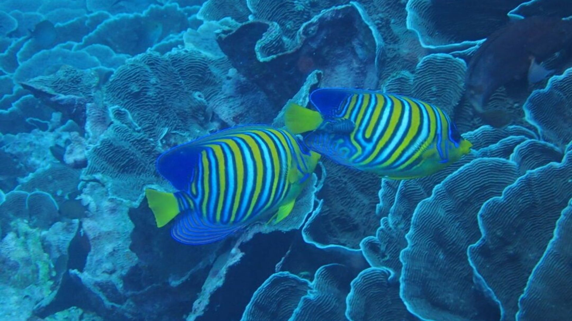 Pesci Zanzibar
