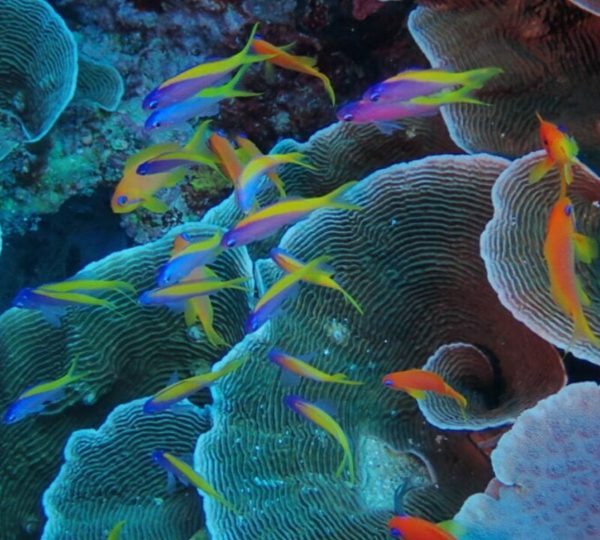 Snorkeling a Zanzibar