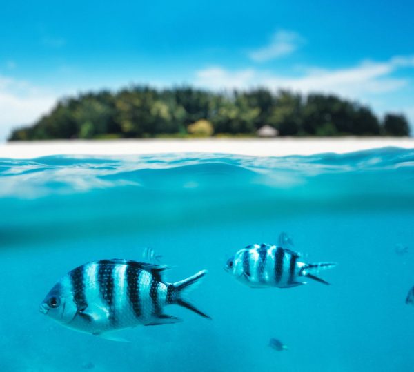 Snorkeling Zanzibar in Famiglia