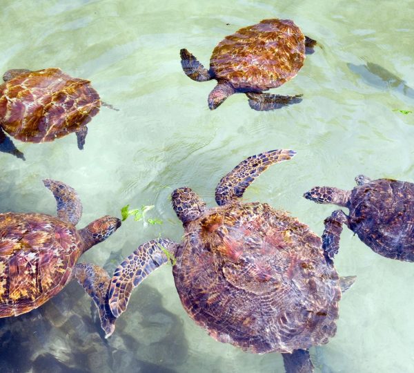 Tartarughe di Zanzibar