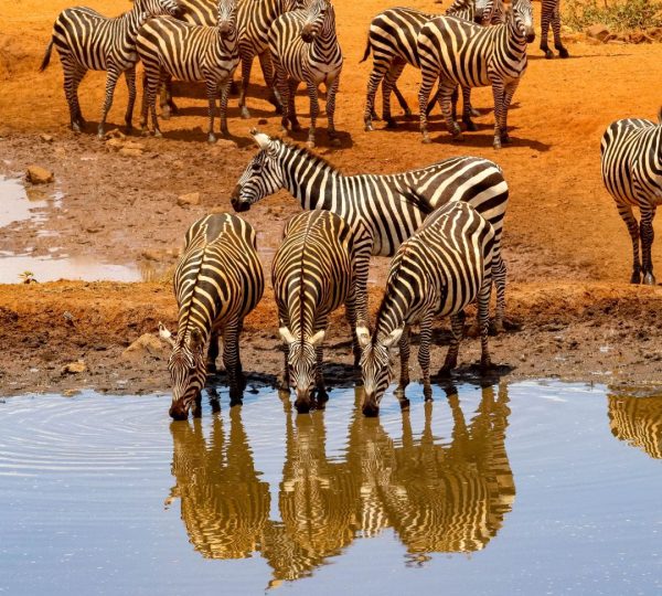 Zebre safari famiglia Tanzania