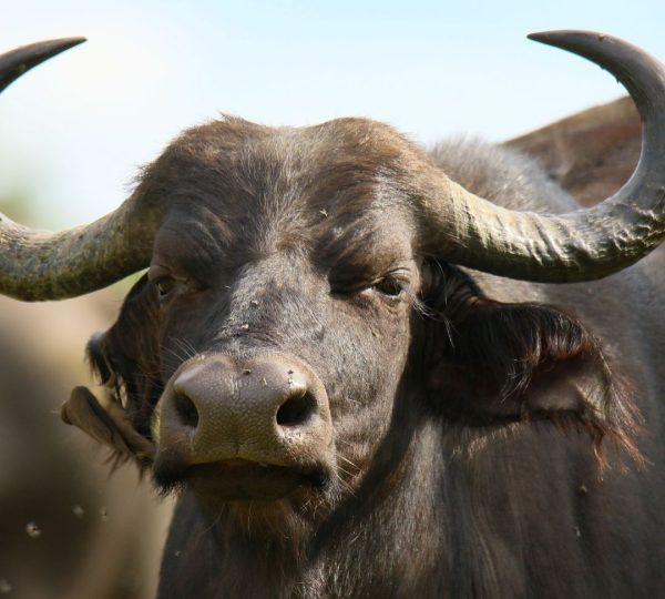 Bufalo della Tanzania