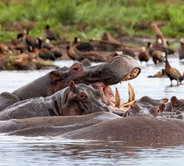 Lago Manyara