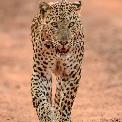 Safari 10 giorni Big Five e Zanzibar