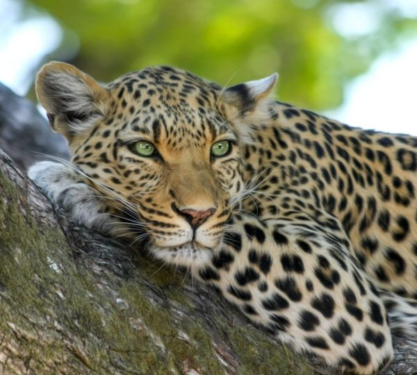 Leopardo safari famiglia Tanzania