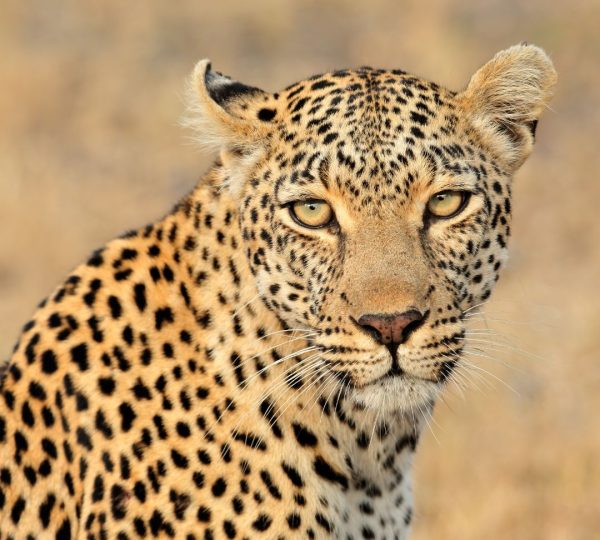 Leopardo della Tanzania