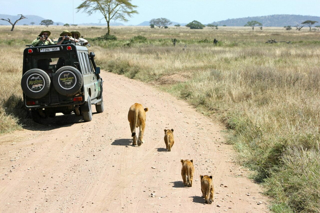 Safari photo en Tanzanie