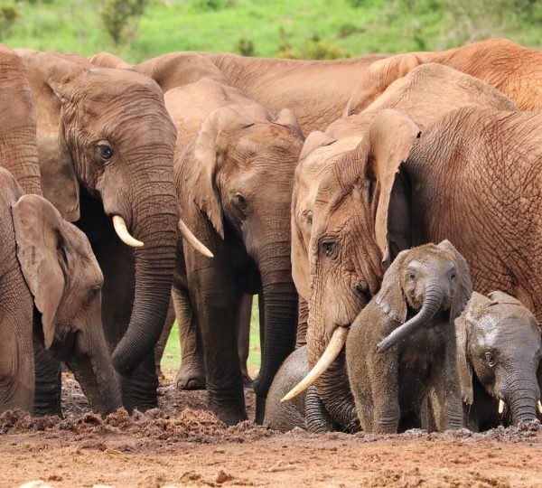 Famiglia di elefanti in Safari privato