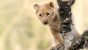 Safari Privato Spirito della Tanzania