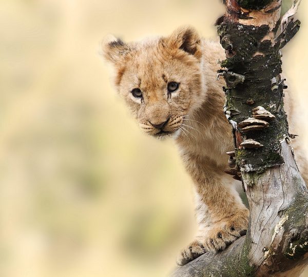 Safari privato Spirito della Tanzania