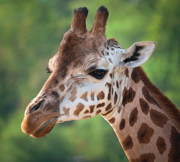 safari e zanzibar