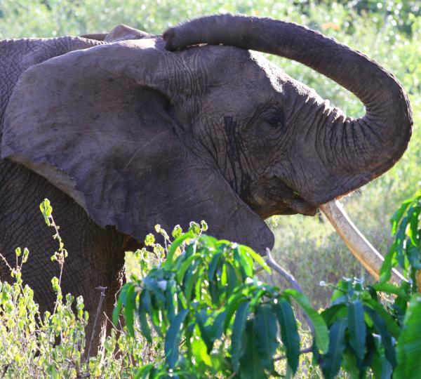 Elefante Manyara