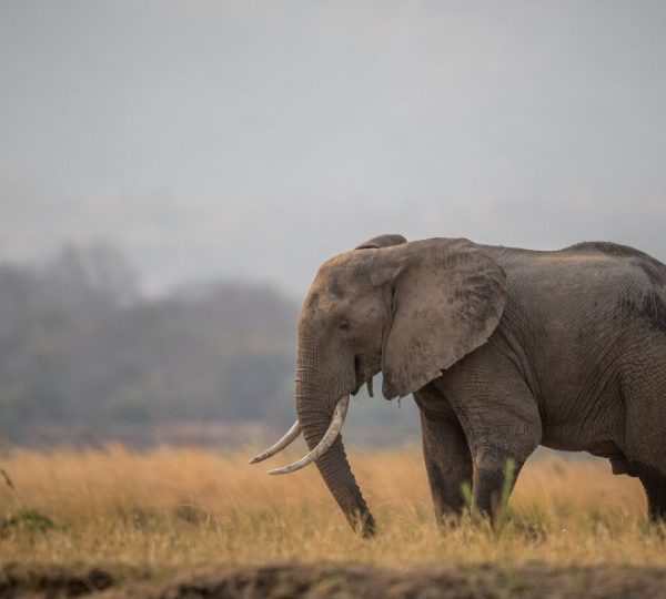 Elefante Serengeti