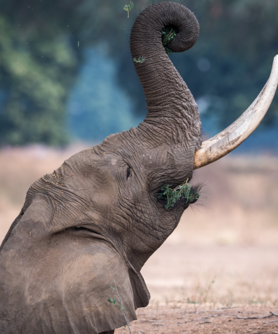 Safari privato 15 giorni Parc du Nord e Zanzibar