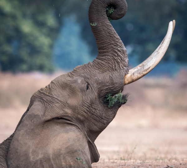 Elefante della Tanzania