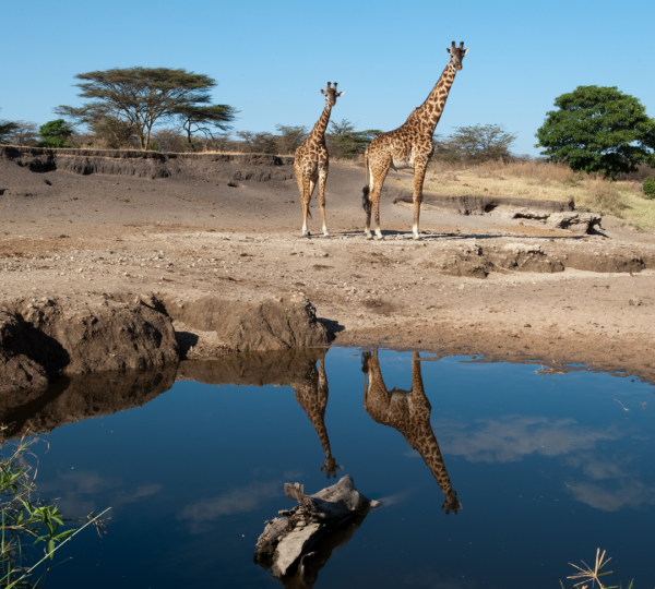 Giraffe in Tanzania