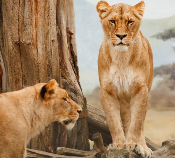 Leonesse Serengeti
