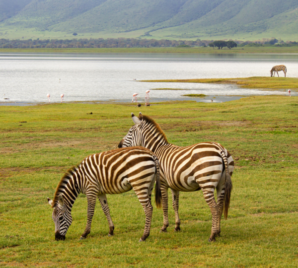 Zebre del cratere del Ngorongoro