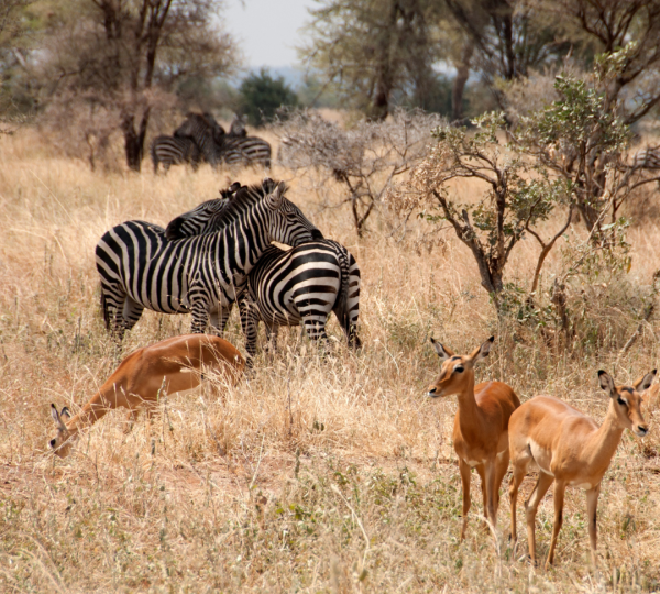Zebre e antilopi della Tanzania