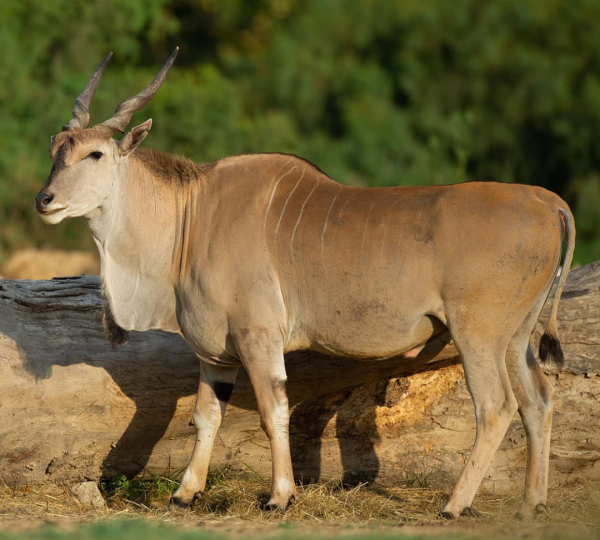 eland a Tarangire