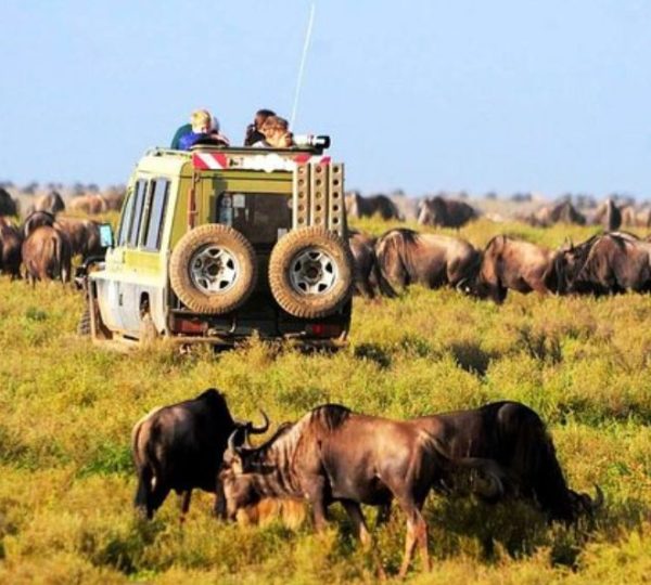 parco di Manyara bufali