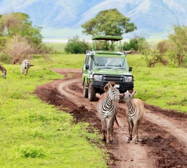 parco di Manyara zebra