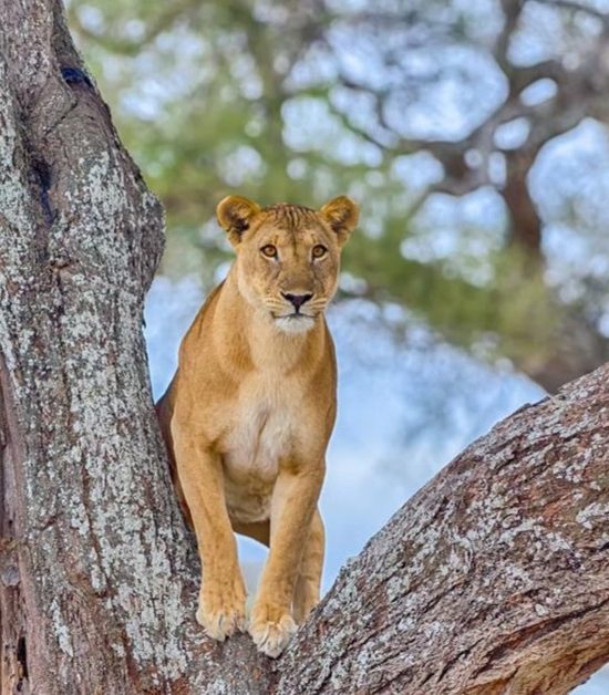 Safari Saadani 2 giorni